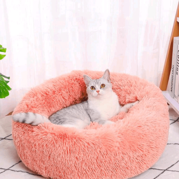 pet couch