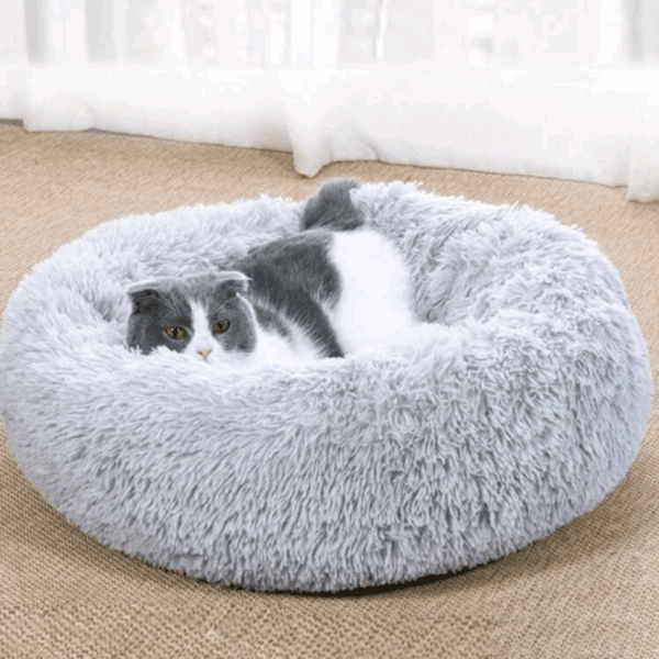 pet couch